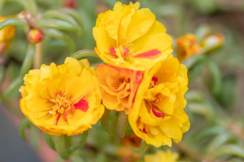 Beautiful yellow flowers of portulaca, also known as purslane..jpg