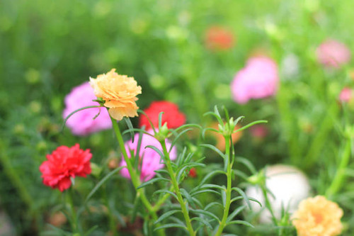 Focus yellow flower in garden with many color on background.jpg