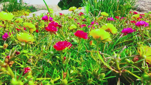 Flowers Portulaca oleracea blooming in the garden with beautiful.jpg