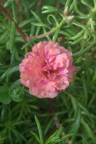 Flower petals Moss-rose purslane Portulaca peach pink closeup detail with green leaf background.jpg