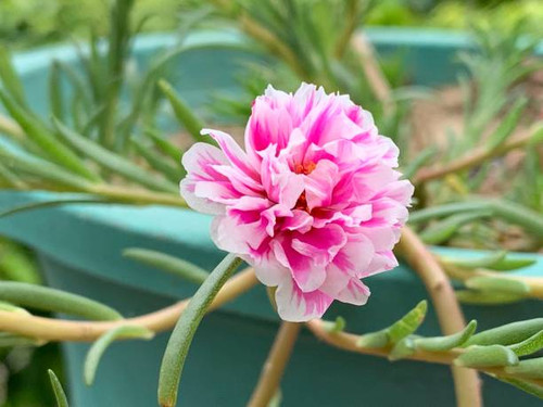 Peony Flowers - Pink Peony Flowers.jpg