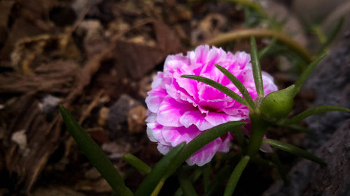 10 o"clock it time for me to bloom..jpg