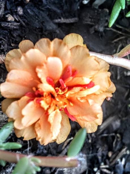 Flower plant summer morning rose orange peach bloom petal blooming moss nature.jpg