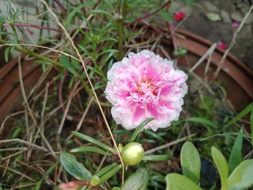 This flower shows beauty of flower.jpg