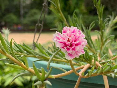 Peony Flowers - Pink Peony Flower in the Garden.jpg
