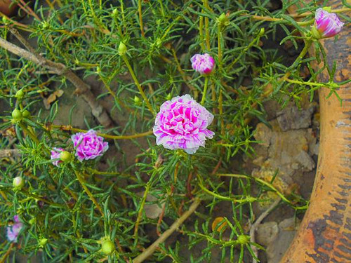 Moss Rose flowers (Portulaca grandiflora), surrounded by fine needle-like green leaves. The blossoms.jpg