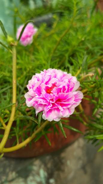 Pink and white colour flower in a tub..jpg
