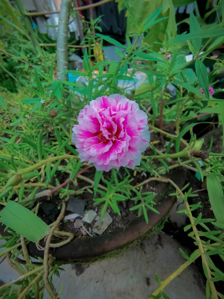 Pink and white flowers surrounded by weeds.jpg