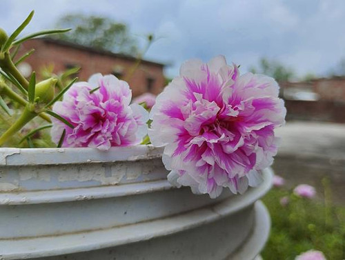 This image showcases delicate pink and white Portulaca grandiflora flowers blooming in a pot. The fl.jpg