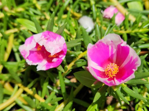 The pink and white marbled flower of Portulaca grandiflora is a stunning visual display of delicate .jpg