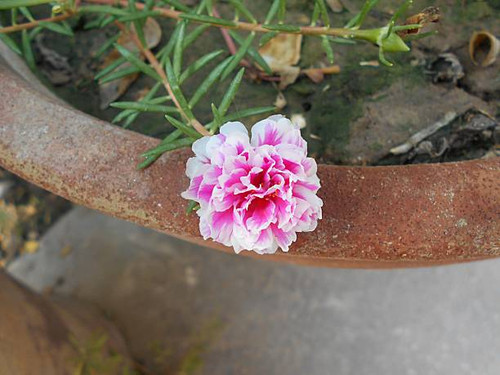 A vibrant Moss Rose flower (Portulaca grandiflora) with delicate ruffled petals in pink and white bl.jpg