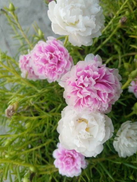 pink and white flowers.jpg
