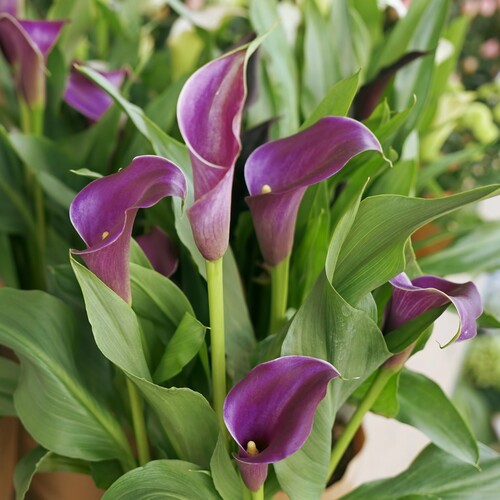 calla lily 2.jpg