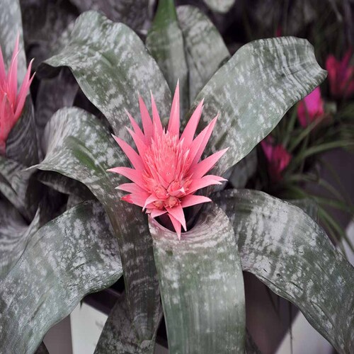 bromeliad 4.jpg
