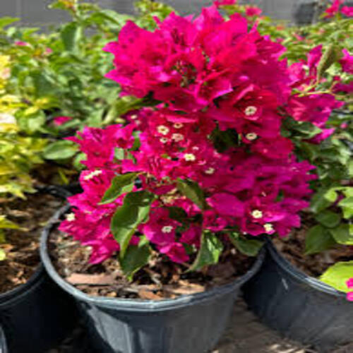 bougainvillea p4.jpg