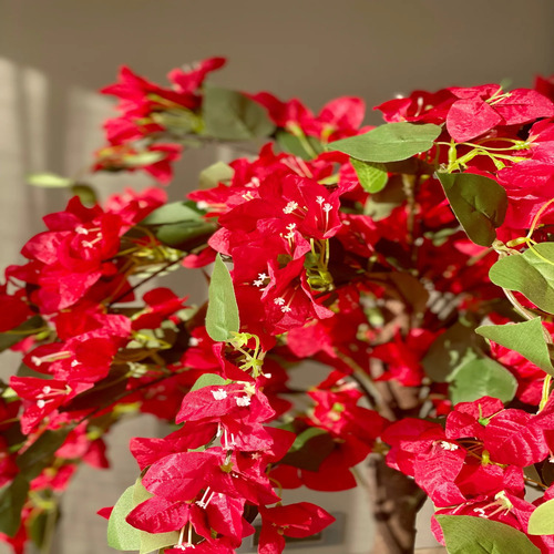 Bougainvillea red 3.jpg