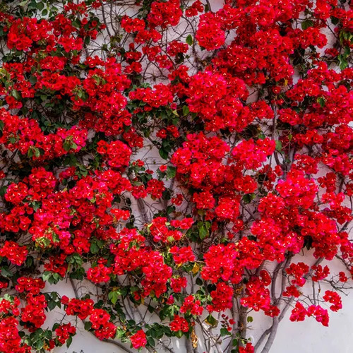 Bougainvillea red 4.jpg