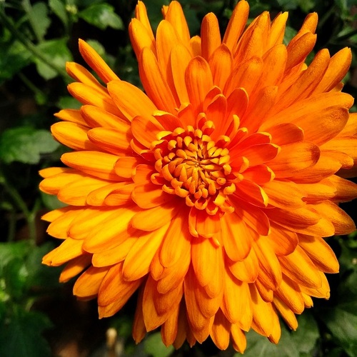 chrysanthemum 1.jpg