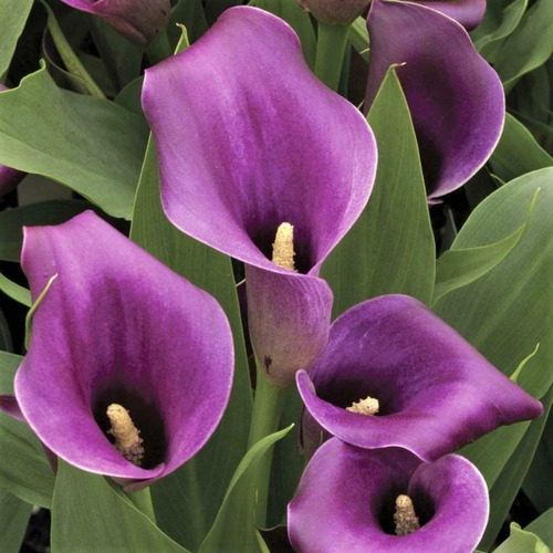 calla lily 3.jpg