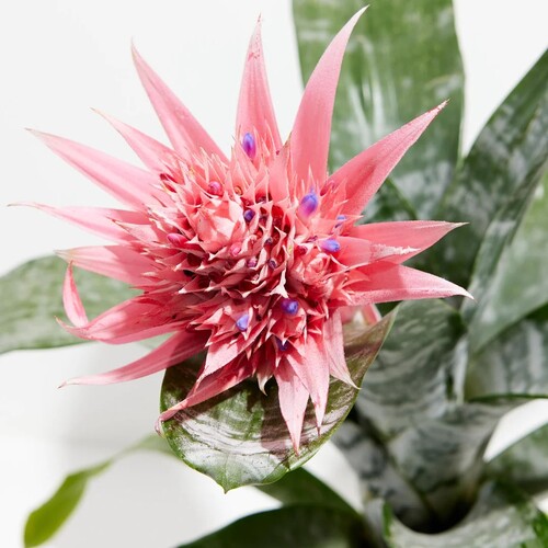 bromeliad 2.jpg