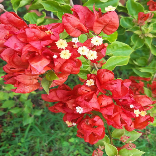 Bougainvillea red 1.jpg