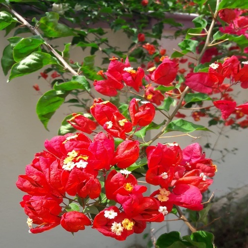 Bougainvillea red 2.jpg