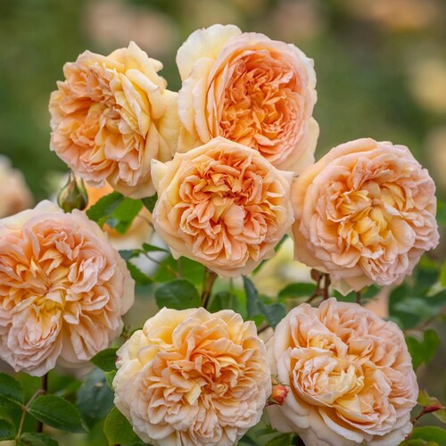 Climbing Rose o3.jpg