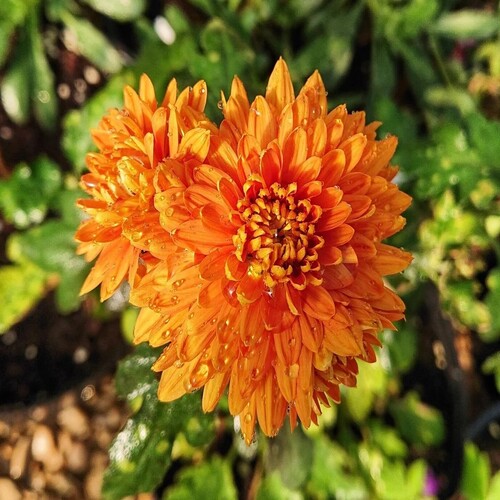chrysanthemum 3.jpg