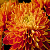 chrysanthemum 2.jpg