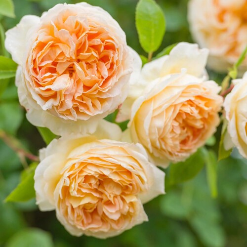 Climbing Rose o1.jpg