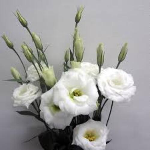 Eustoma4 white.jpg