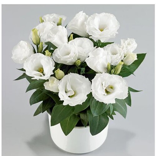 Eustoma2 white.jpg