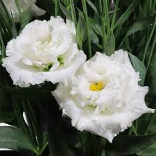 Eustoma3 white.jpg