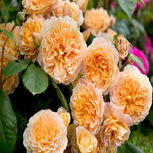Rose Crown Princess Margareta rosa English roses David austin hardy shrub double apricot blooms  fra.jpg