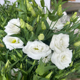 Eustoma1 white.jpg