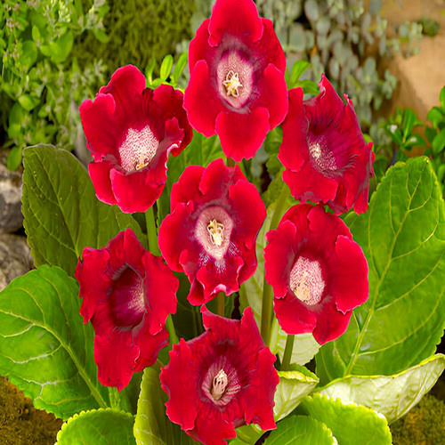 Gloxinia r 3.jpg