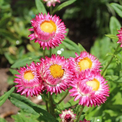 Helichrysum p 1.jpg