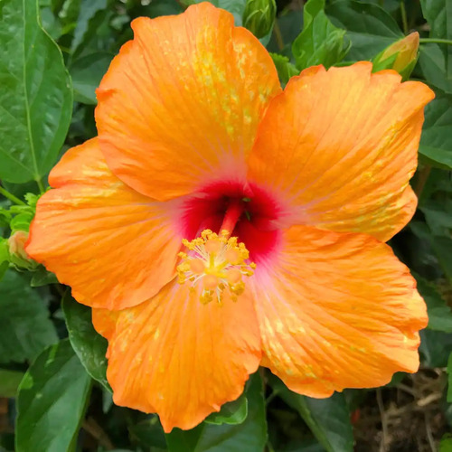Hibiscus or 1.jpg