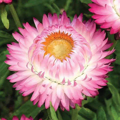 Helichrysum p 4.jpg