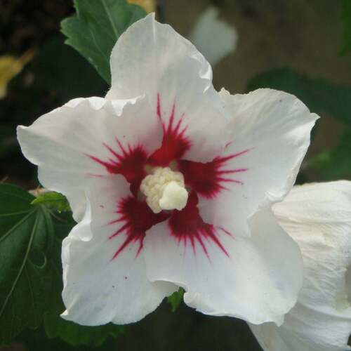 Hibiscus Syriacus w1.jpg