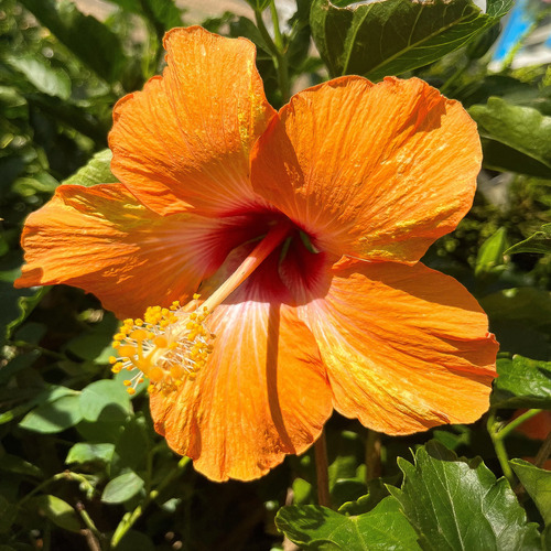 Hibiscus or 4.jpg