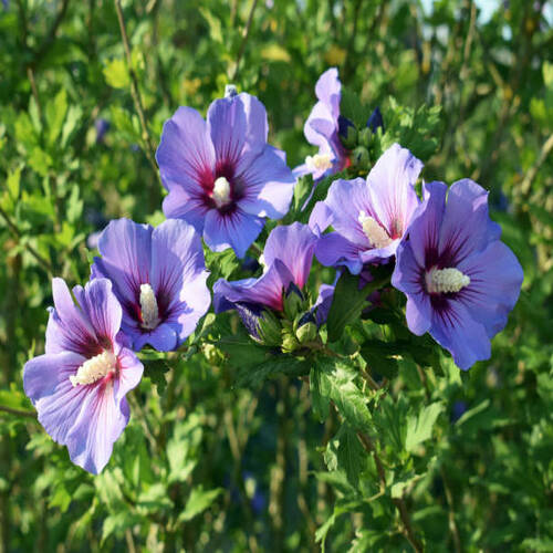 Beautifully blooming hibiscus syriacus 'Blue bird' withattractive flowers.jpg