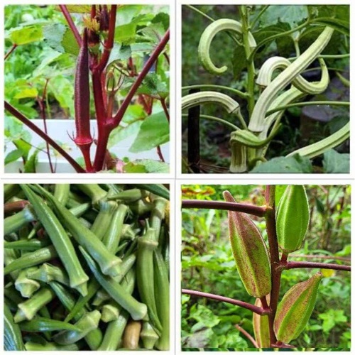okra plant1.jpg