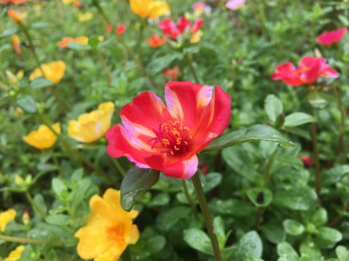 Portulaca beautiful colors in the house.jpg