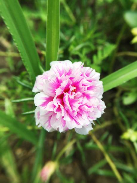pink portulaca oleracea flower in nature garden.jpg