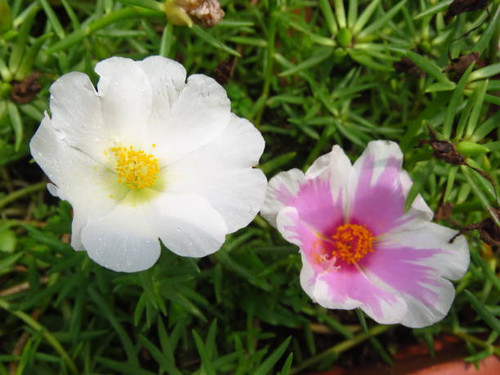 A closeup shot of Common Purslane flowers.jpg