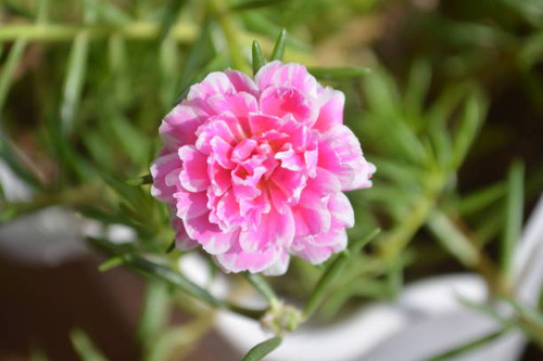 Pink Rose Moss Bloom.jpg