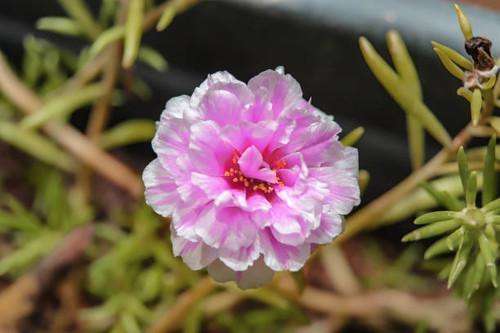 Flowers that only bloom in the morning and afternoon.jpg