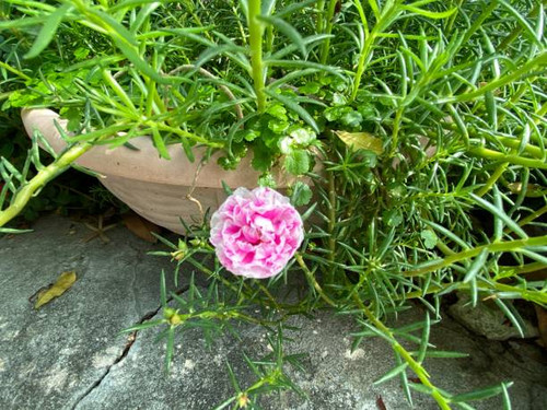 Pink Porslane Flower blooming in my garden.jpg