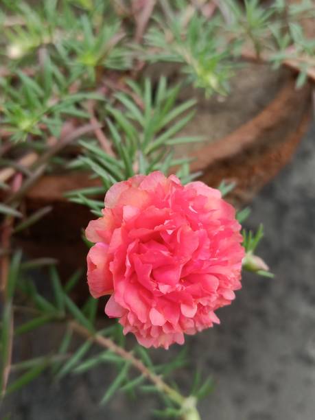 Pink Moss-rose Purslane / Portulaca grandiflora Flower in the garden.jpg